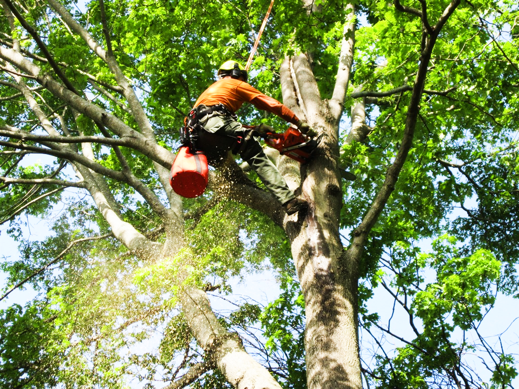 Tree Services by Pila Pros, LLC Offers Expert Tree Care in Grand Blanc